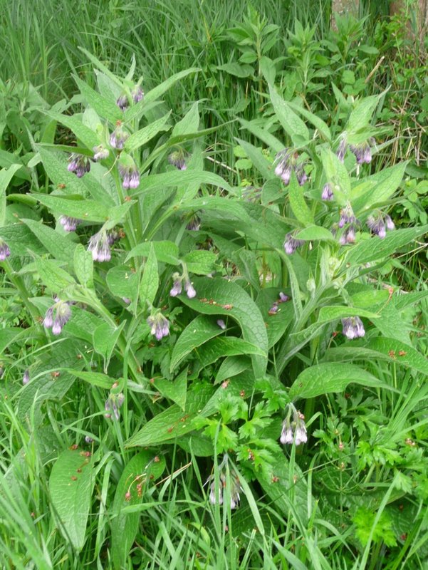 Consoude officinale 001